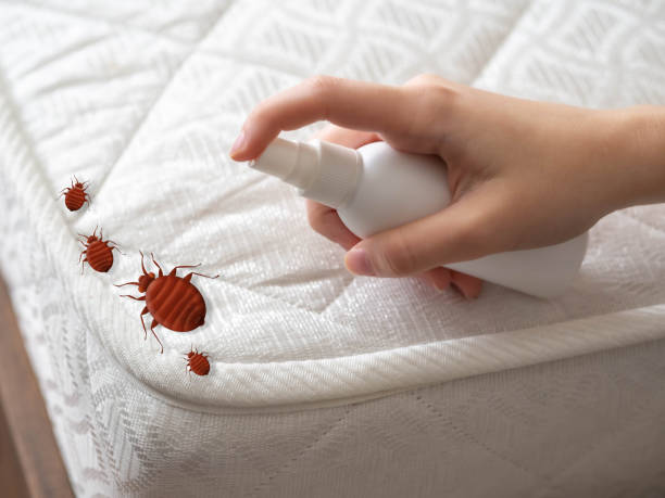 Professional Pest control in Rockville Centre, NY